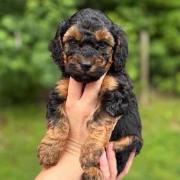 Croissant - Phantom female Goldendoodle puppy in Ranger, Georgia from Muscadine Meadows Poodles and Doodles