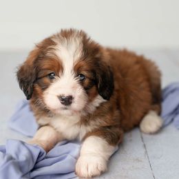 Ember - Sable female Bernedoodle puppy in Lititz, Pennsylvania from Sleepy Hollow Acres