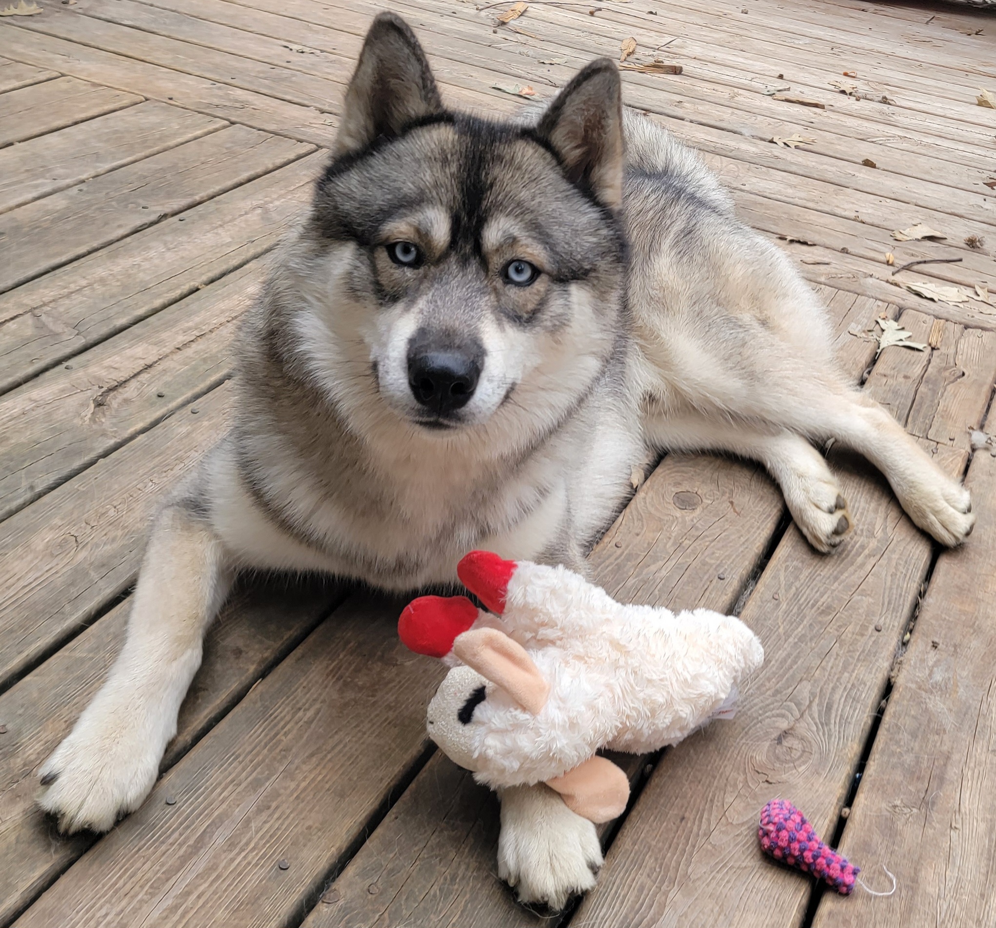 Kaskae - Siberian Husky