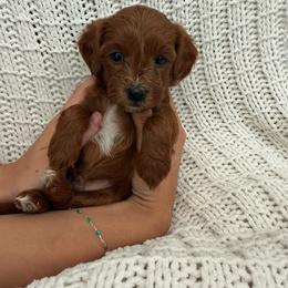 Buzz - Red male Cavapoo puppy in Cedar City, Utah from Pearson's Poodles