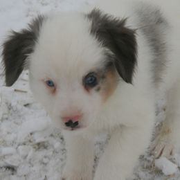 Snoopy - Blue merle male Miniature Australian Shepherd puppy in Fairview, South Dakota from Dakota Toy Aussies