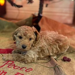 Charming - Apricot male Goldendoodle puppy in Heath, Texas from Doodles Divine
