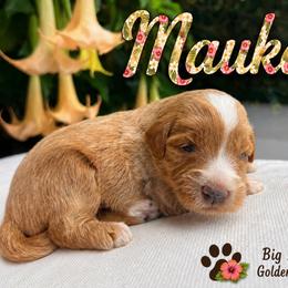 Mauka - Cream male Goldendoodle puppy in Willits, California from Big Island Goldendoodles