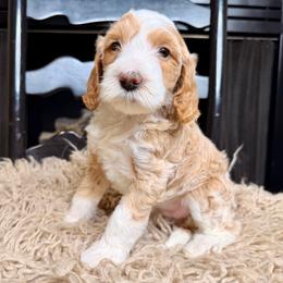 Gingersnap - Red female Bernedoodle puppy in Tyner, Kentucky from Good Dog Doodles