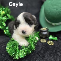 Gayle - Gray and white female Old English Sheepdog puppy in Sutherlin, Oregon from Sapphire Eyes Sheepdogs