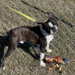 Boston Terrier Puppies from RuckerRun Boston Terriers