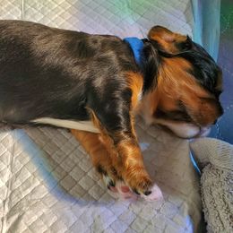 Cavalier King Charles Spaniel Puppies from Gigi's Cavalier Puppies