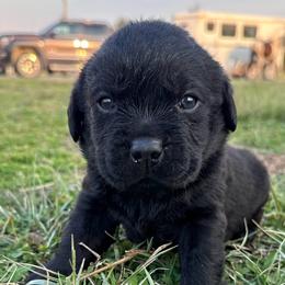 Waylon - Black male Labrador Retriever puppy in Garnett, Kansas from Timberland Creek Labradors