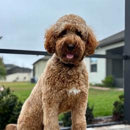 Maisie - Goldendoodle