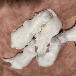 Boy 1 - White male Maltese puppy in Cisco, Texas from Fancy Pants Maltese