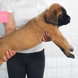 AKC PUP 077 - Apricot female Mastiff puppy in Ava, Missouri from Ozark Mountain Mastiffs