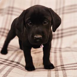 Pink Collar - Black female Labrador Retriever puppy in Coarsegold, California from Sierra Hills Retrievers