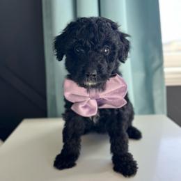 Bell - White and black female Bordoodle puppy in Valley Center, California from Circle R Valley Bordoodls