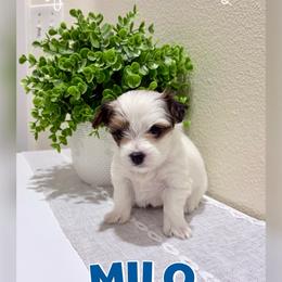 Milo - Parti male Yorkshire Terrier puppy in Hermiston, Oregon from Sunshine Luv Yorkies