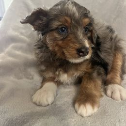 Shane - Blue merle male Aussiedoodle puppy in Lowville, New York from Adirondack Labradoodles