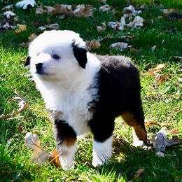 Boy 2, Martin - Black tri male Toy Australian Shepherd puppy in Bristow, Iowa from Pine Ridge Toy Aussies