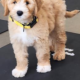 Taffy - Caramel ice male Labradoodle puppy in Anaheim, California from BabySweet Labradoodles