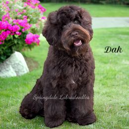 Dak - Australian Labradoodle