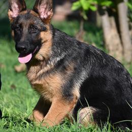 Rory - Black and red female German Shepherd puppy in Azle, Texas from Nuckols-Alsup Canines German Shepherds