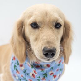 Max - Dachshund