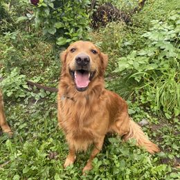 Jasper - Golden Retriever