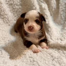 Waylon - Red tri-color male Australian Shepherd puppy in Hogansville, Georgia from Blue Creek Farm