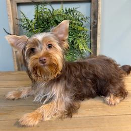 Karma Made Me Do it - Chocolate and tan female Yorkshire Terrier puppy in Cleveland, Tennessee from Moody’s Morkies and More AND Southern Charm Precious Paws