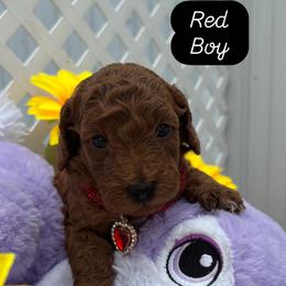 Ben (Red) - Red  male Goldendoodle puppy in Miami, Florida from Katy's Toy Poodles