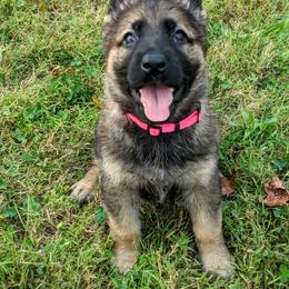 German Shepherd Puppies from Cintron K9