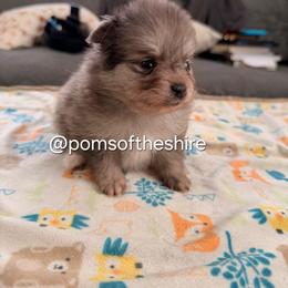 Melian - Blue merle female Pomeranian puppy in Boca Raton, Florida from Poms of The Shire