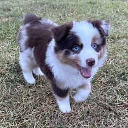 Miniature Australian Shepherds from Rocking Aussies