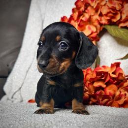 Dachshund Puppies from Royal Bloodline Canines