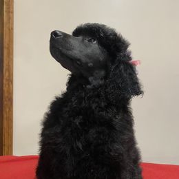 Poodle Puppies from D and D Standard Poodles