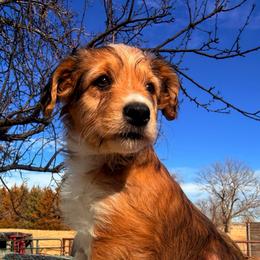 Red Tri female - Red tri female Miniature Australian Shepherd puppy in Burke, South Dakota from Triple J Aussies SD