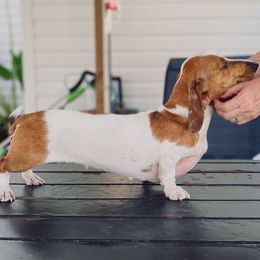 Scarlett - Dachshund