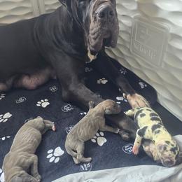 Great Dane puppies from Steel Horse Kennels Inc