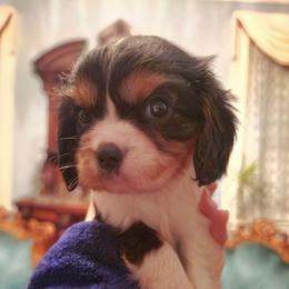 Codorus - Tri-color female Cavalier King Charles Spaniel puppy in Watsontown, Pennsylvania from Huntsman Cavaliers