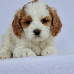 Winnie - Red female Cavapoo puppy in Vineyard, Utah from Pitter Patter Puppies