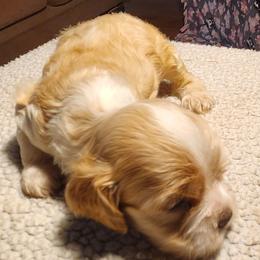 JJ   READ DISCRIPTION - Red male Cocker Spaniel puppy in Westminster, South Carolina from Hartwell Cocker Spaniel Kennel