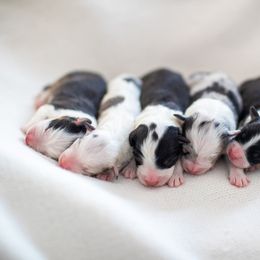 Australian Shepherd puppies from Black Diamond Show Dogs & Tomahawk Aussies