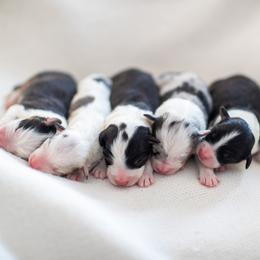 Australian Shepherd puppies from Black Diamond Show Dogs & Tomahawk Aussies