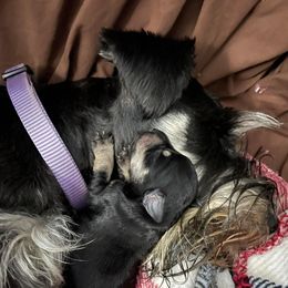 Bentley Claire - Miniature Schnauzer