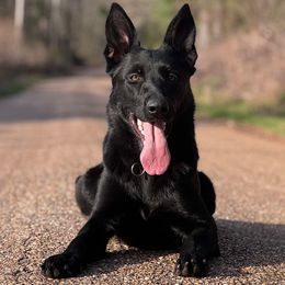 German Shepherd puppies from Sommerfeld German Shepherds