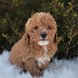 Forest - Apricot male Poodle puppy in Salt Lake City, Utah from Utah Cocker Spaniels