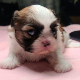 Girl 1 - Sable and white female Shih Tzu puppy in Belleville, Michigan from Patricia's Heavenly Earth Angels
