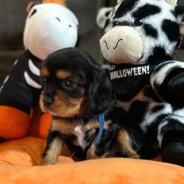 Stormi AKC - Black and tan female Cavalier King Charles Spaniel puppy in Fairmount, Indiana from Dream Maker Cavaliers