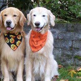 Golden Retrievers from Gwen Sieben's Golden Retrievers