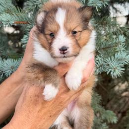 Boy 2 - White and sable male Shetland Sheepdog puppy in Trenton, Michigan from Leigh Hi Shelties