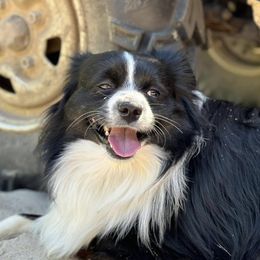 Toy Australian Shepherds from Harper n Cowboy