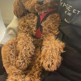 Poodles from Peachy Poodles
